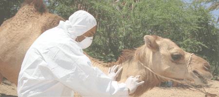 Person in PPE handling a camel
